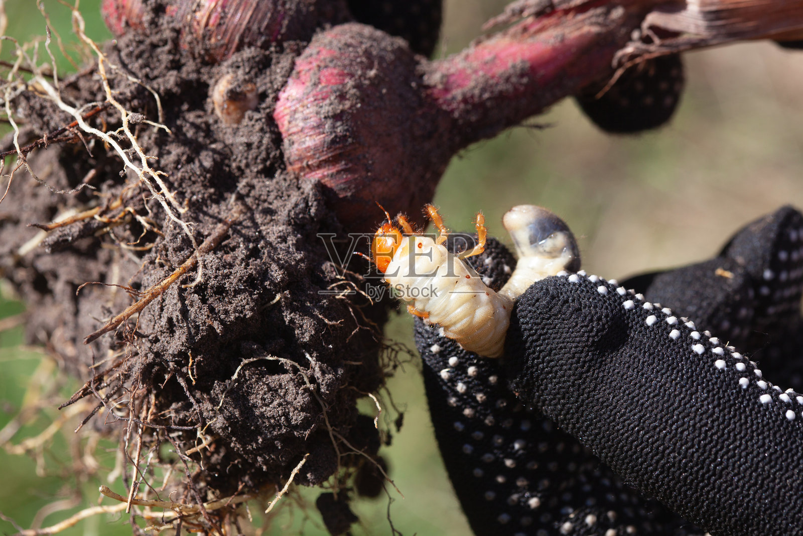 园丁发现了被金龟子损坏的花 bulbs。照片摄影图片