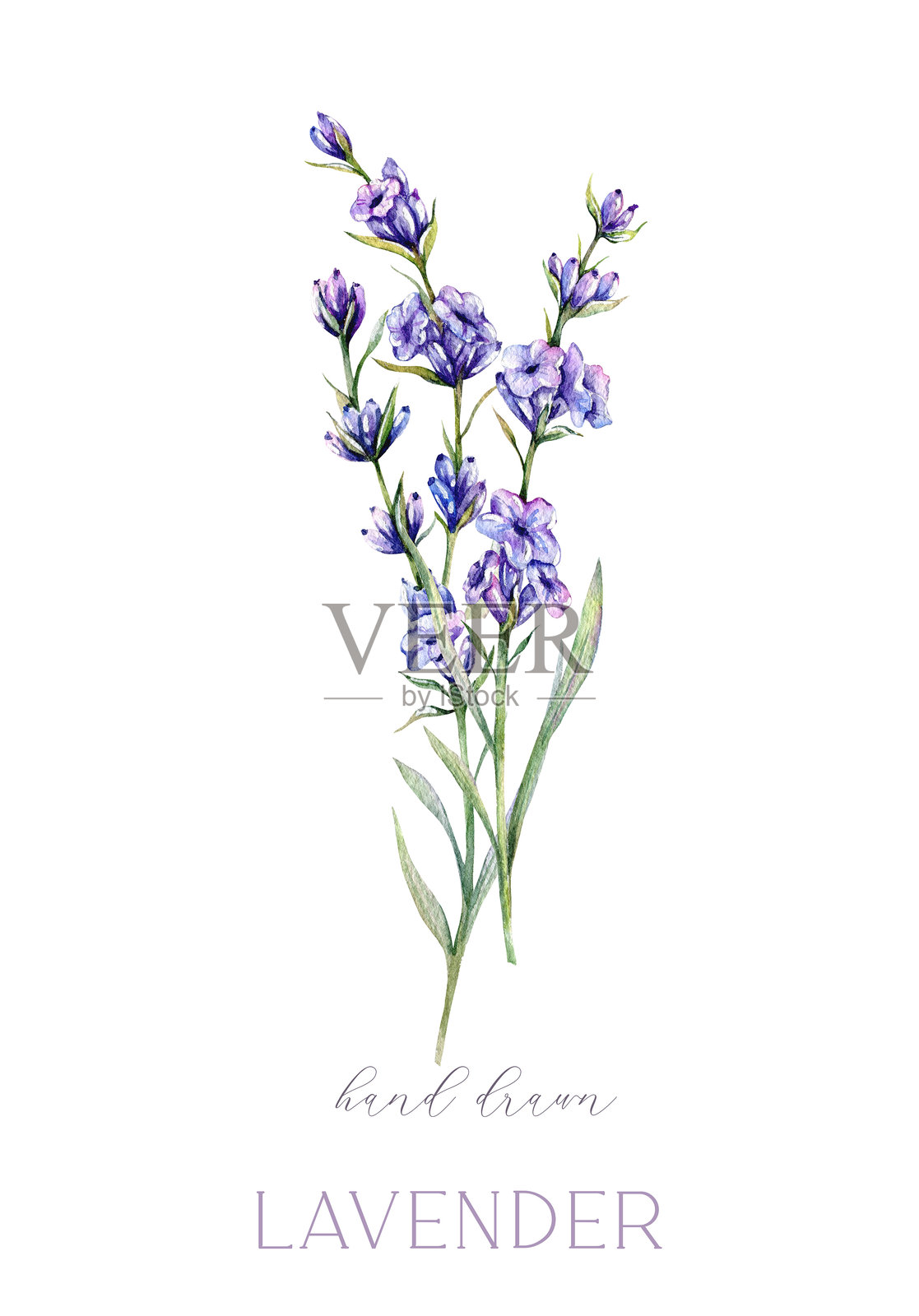 薰衣草水彩插图。手绘的薰衣草枝条，独立展示。薰衣草花卉背景。薰衣草的水彩画。紫色花卉水彩。优雅的花卉设计模板。插画图片素材