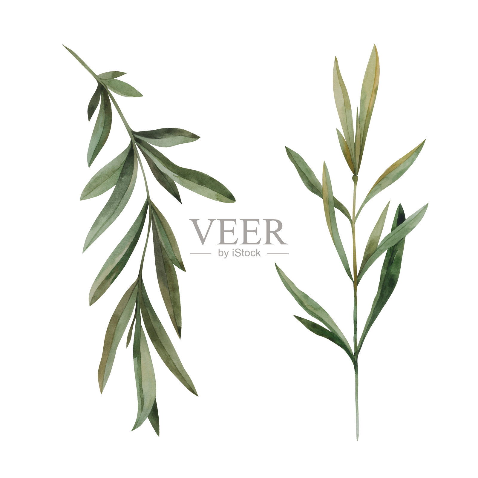 水彩手绘绿色树枝与叶子的插图插画图片素材