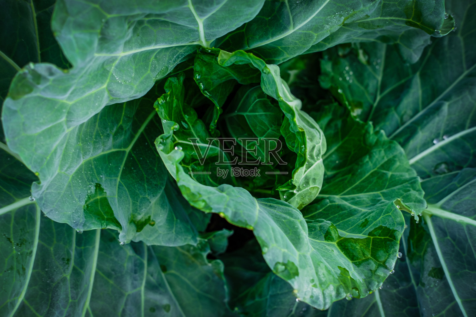 新鲜蔬菜照片摄影图片