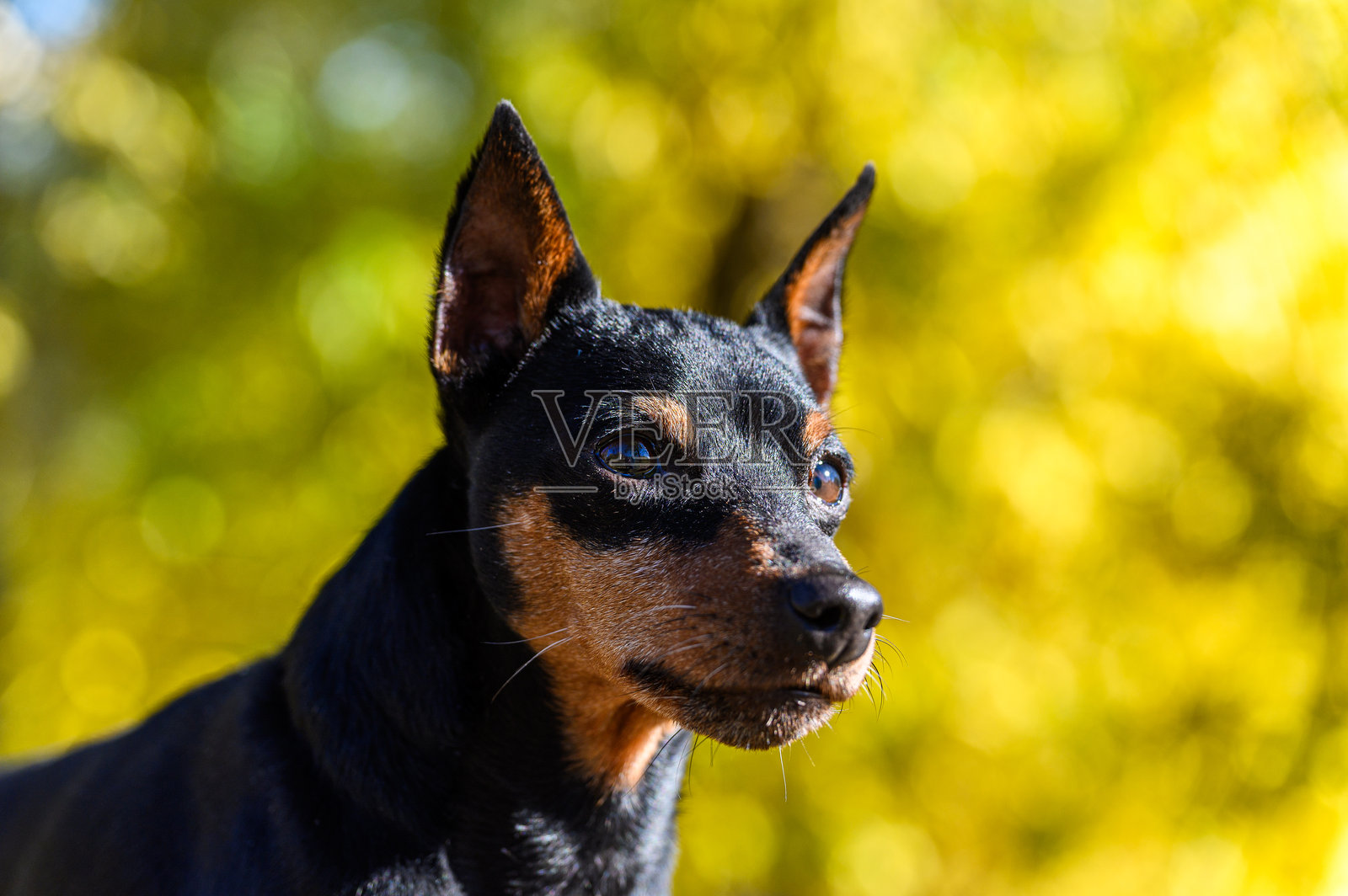 一只耳朵竖起的小型腊肠犬特写，侧着头看。照片摄影图片