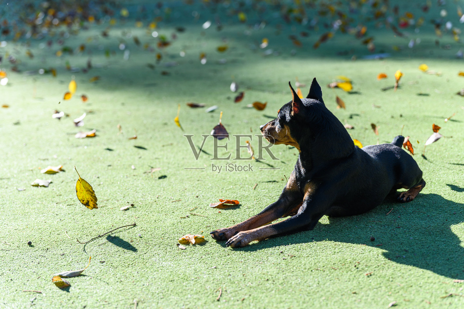 黑色和棕色的狗躺在绿色的草地上。照片摄影图片