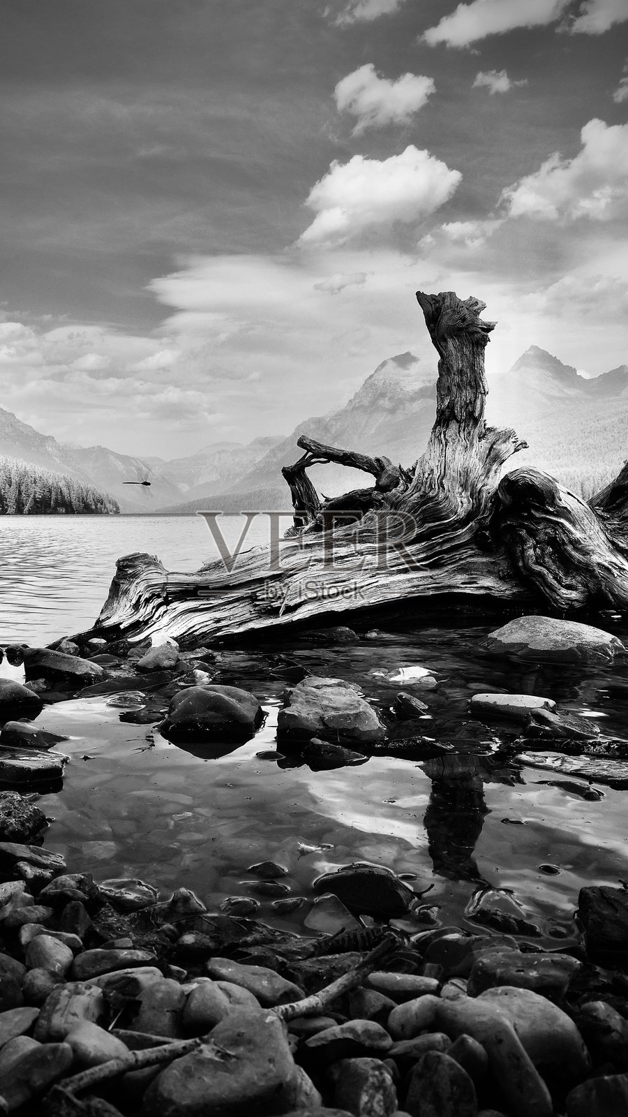 蜻蜓照片摄影图片