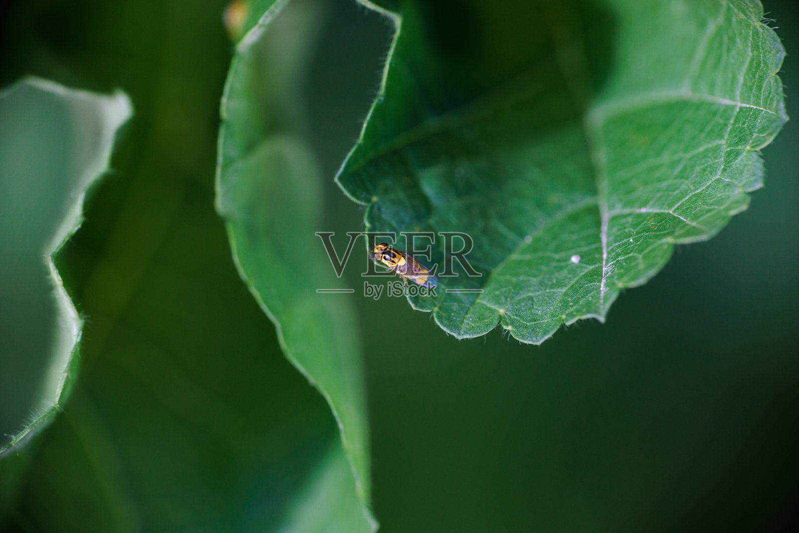 小昆虫栖息在绿色叶子边缘照片摄影图片