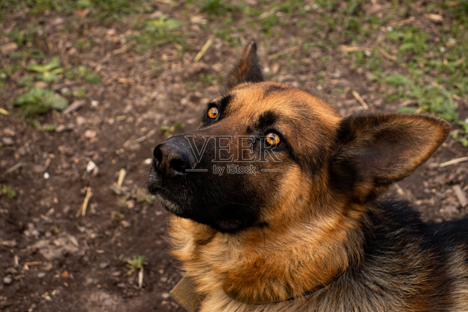 德国牧羊犬特写肖像照片摄影图片