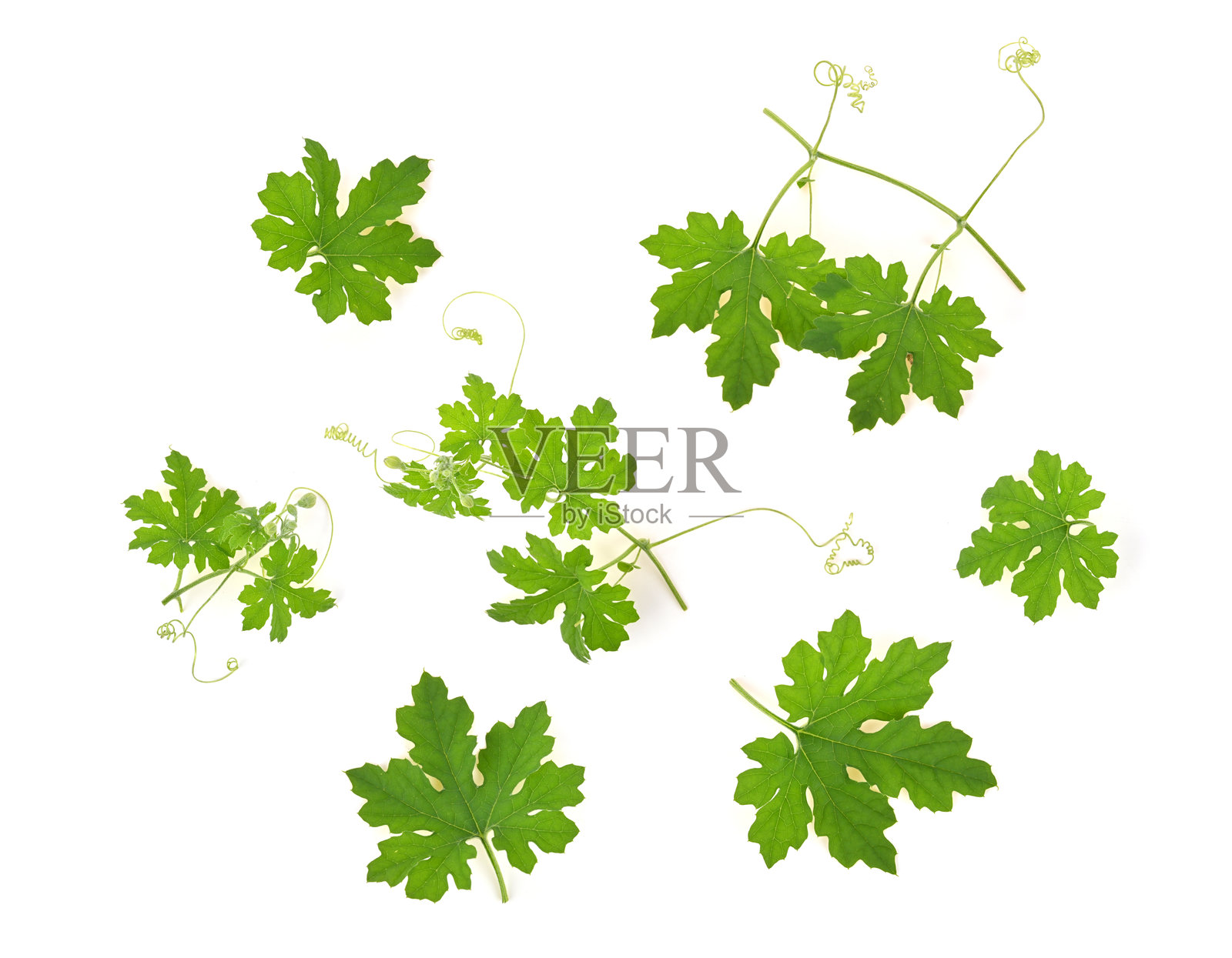 苦瓜或苦瓜叶和胡须瓜形状的曲线螺旋叶子，孤立在白色背景上。俯视图。照片摄影图片