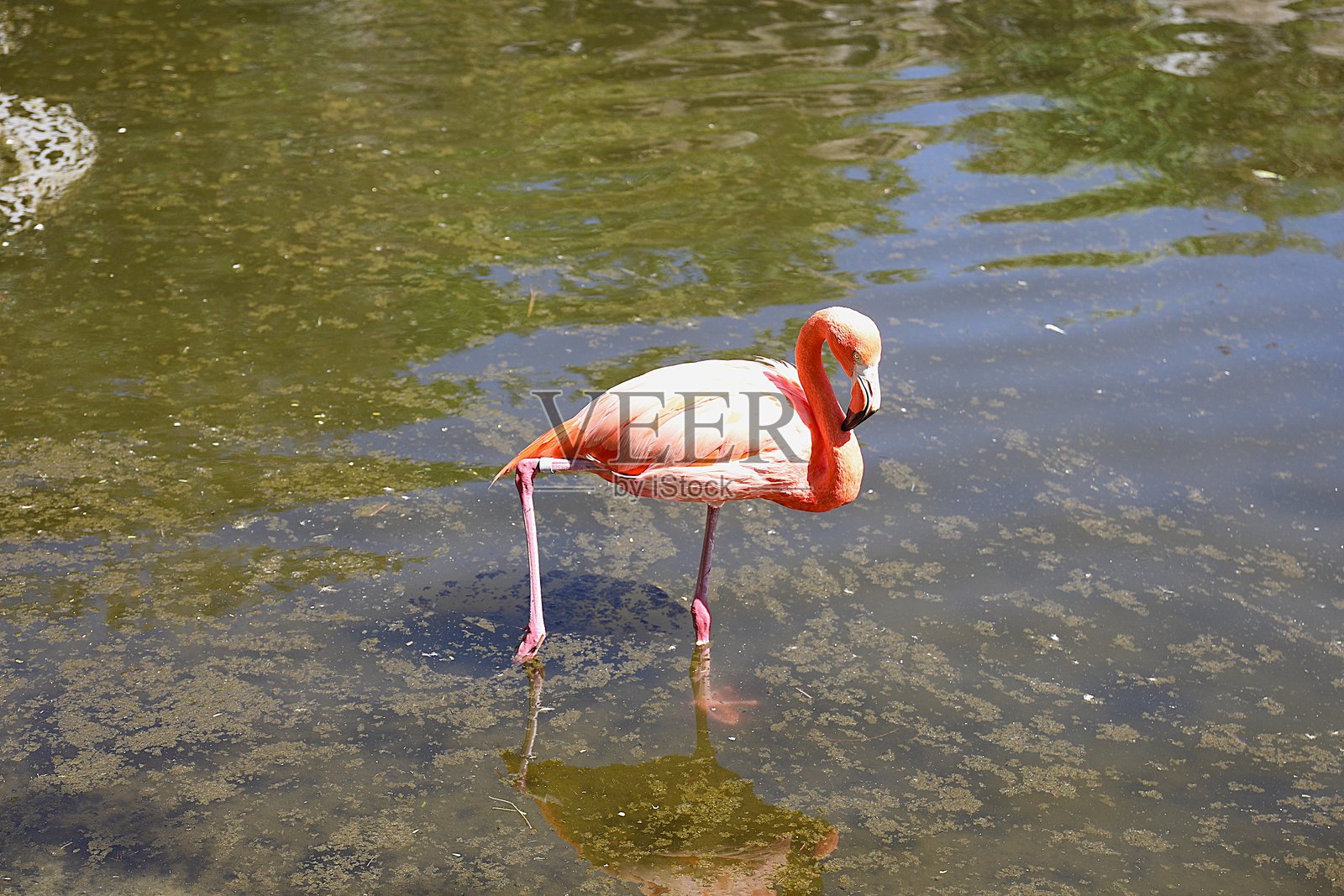 粉色火烈鸟照片摄影图片