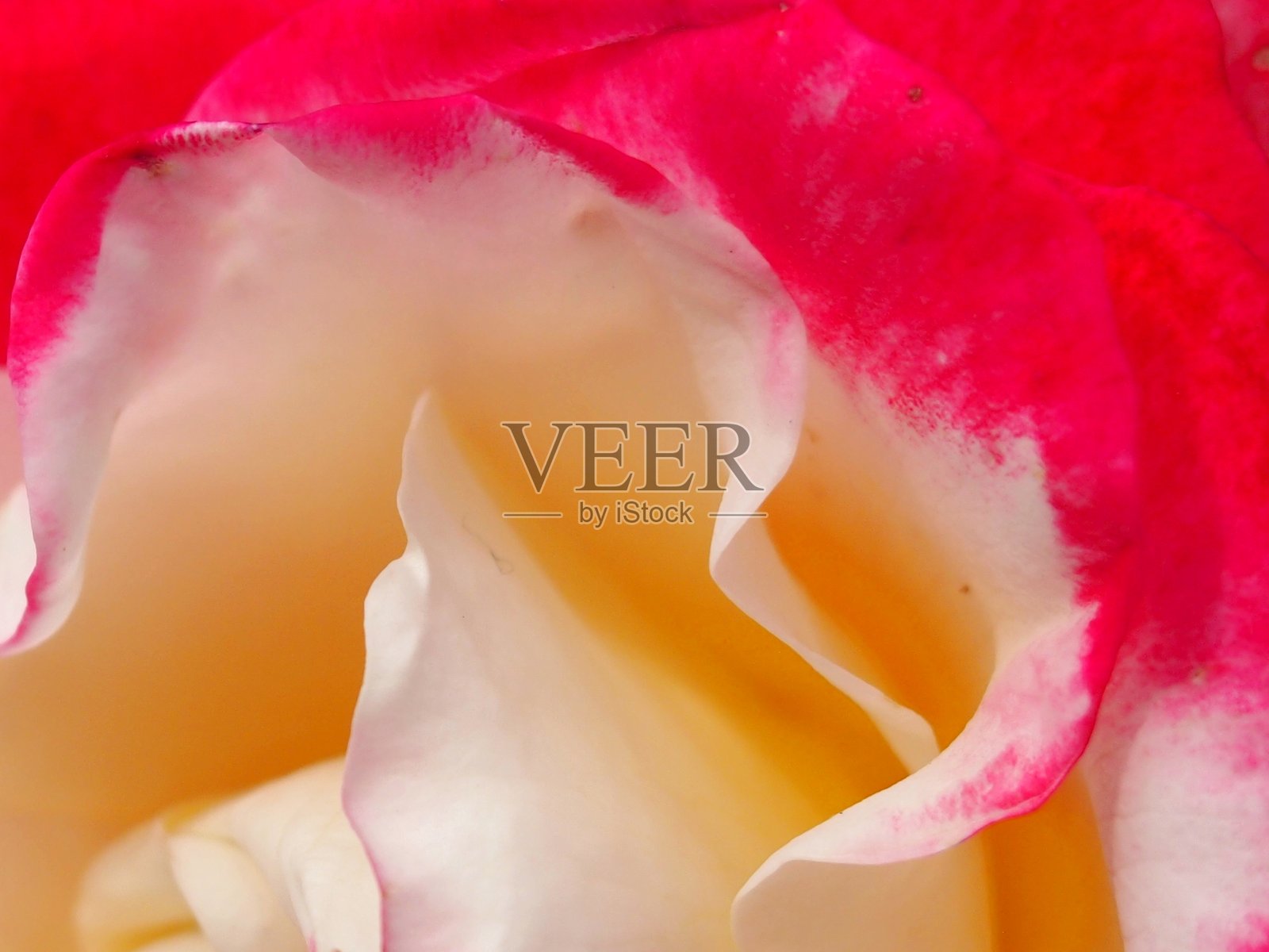 粉色和白色玫瑰的特写镜头照片摄影图片