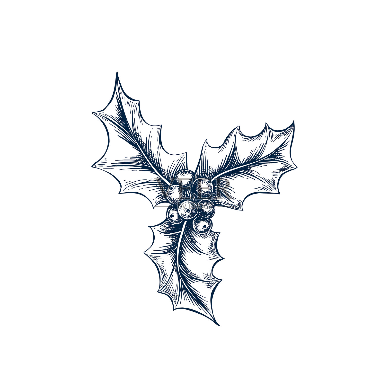 冬青枝条植物手绘孤立矢量插图。冬青素描模板用于卡片设计、圣诞邀请、包装、标签、海报、派对和节日装饰。雕刻风格，枝条横幅。插画图片素材