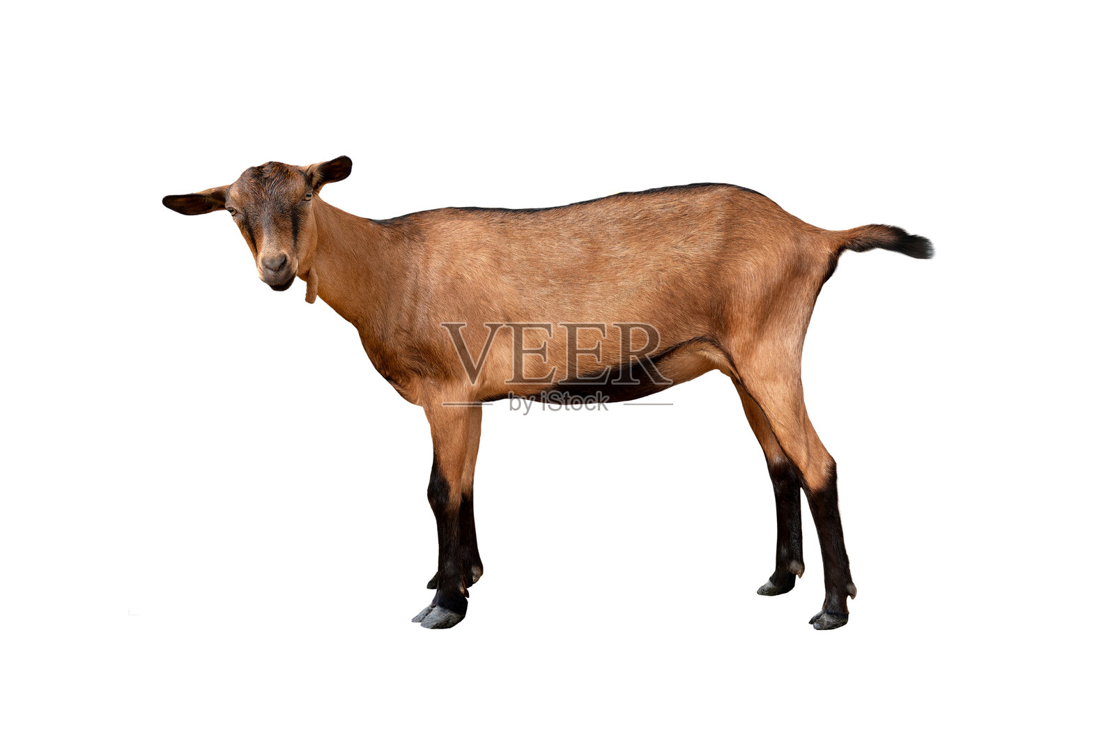 白色背景上的阿尔卑斯山羊照片摄影图片