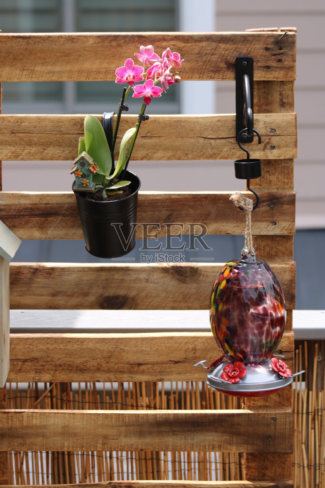 夏日阳光下的美丽花朵照片摄影图片