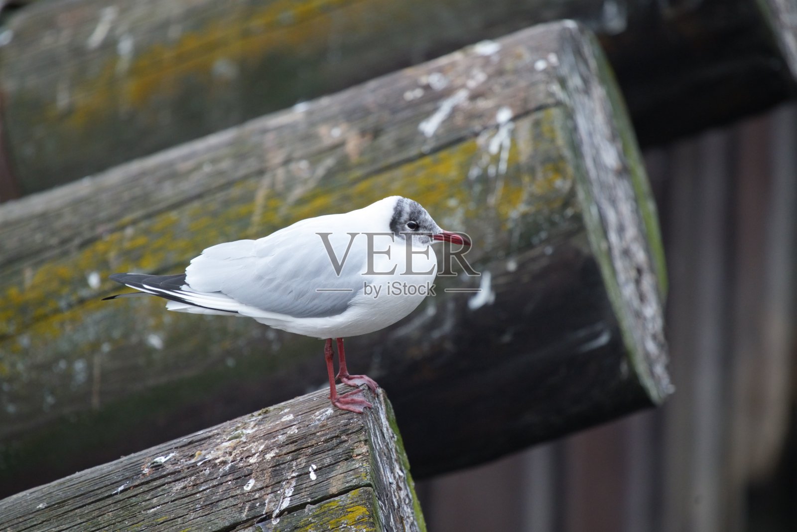 海鸥栖息在风化的木梁上照片摄影图片
