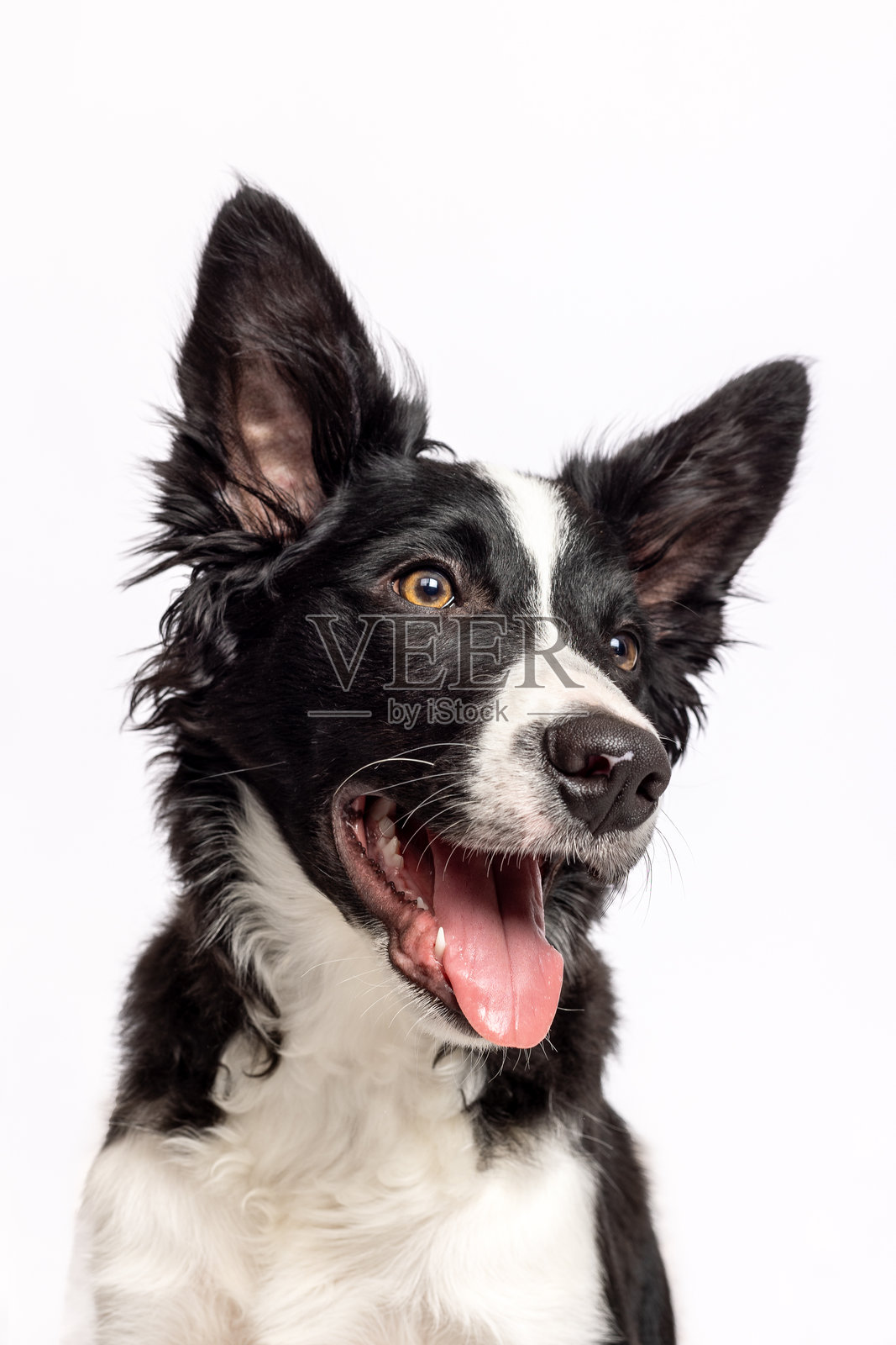 快乐的边境牧羊犬，面带渴望的表情，背景简单。照片摄影图片