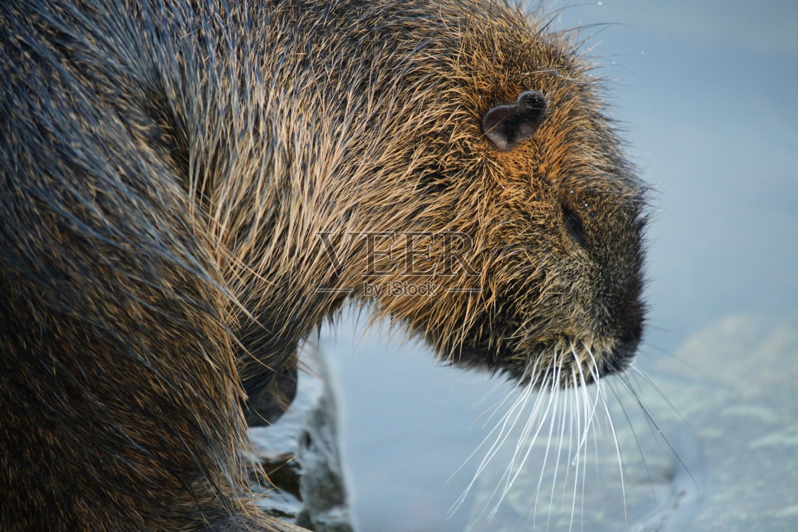 水边湿漉漉的海狸鼠特写镜头。照片摄影图片