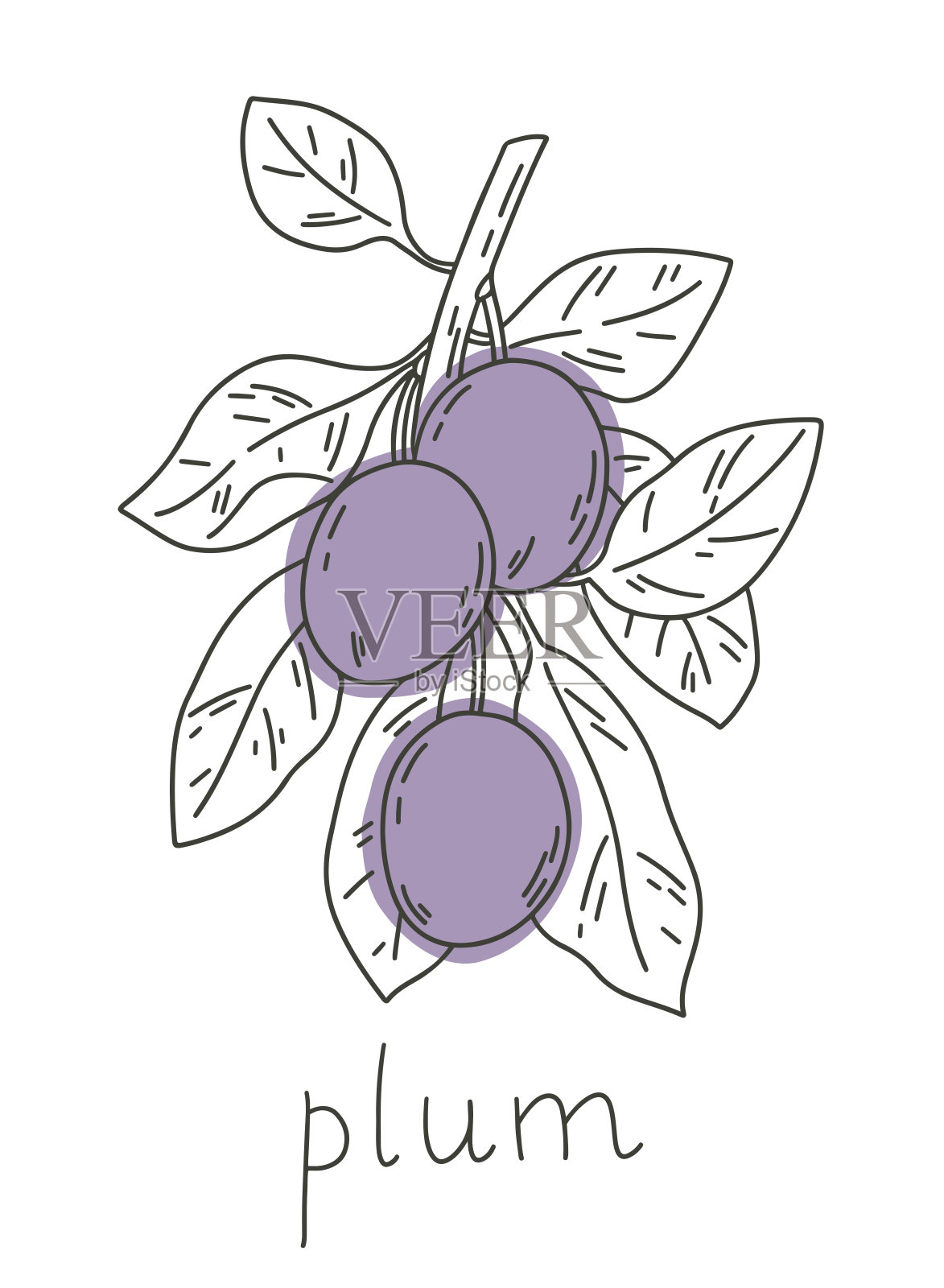 梅子插画图片素材