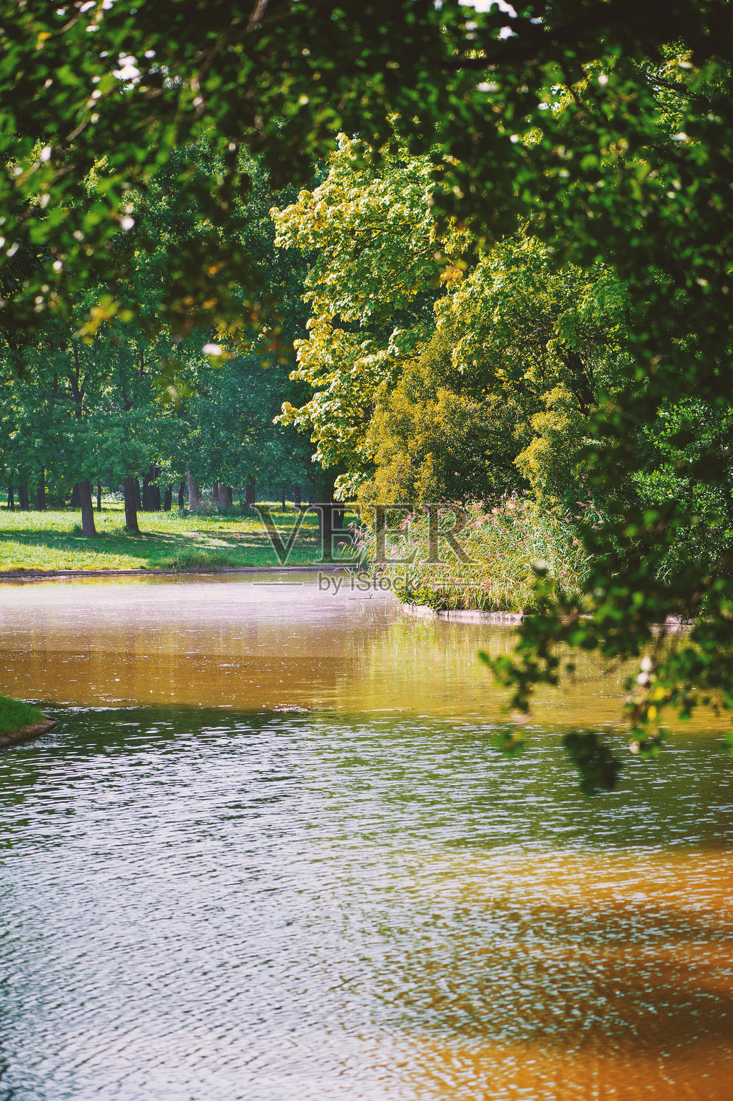 宁静的湖泊被郁郁葱葱的树木和草地环绕，在夏日阳光下熠熠生辉。照片摄影图片