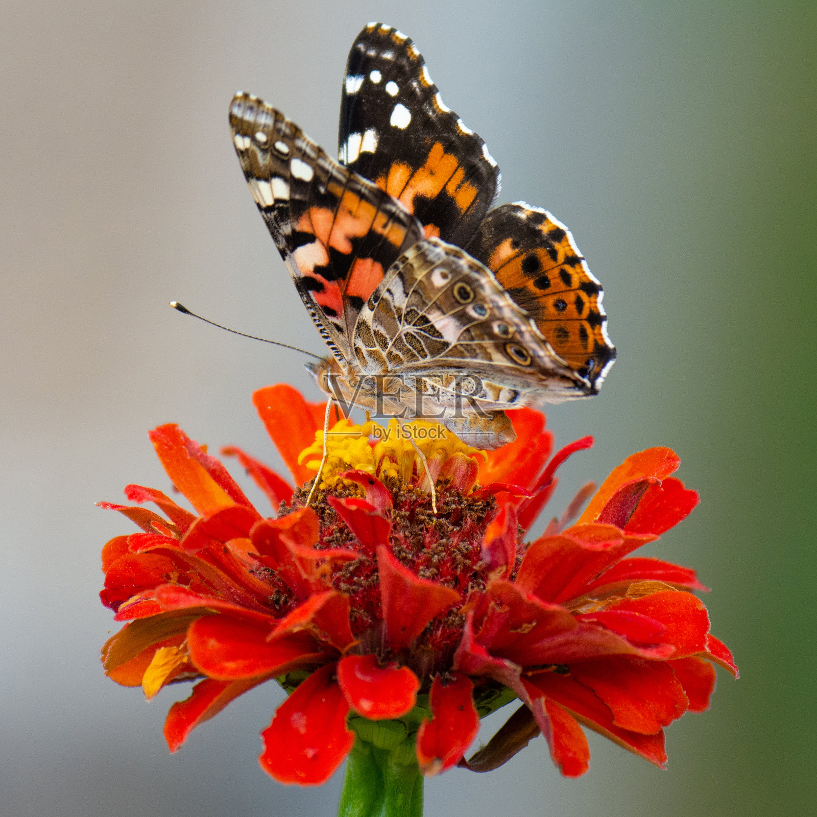 蝴蝶-彩绘女士蝴蝶-橙色花朵-印第安纳州霍华德县照片摄影图片