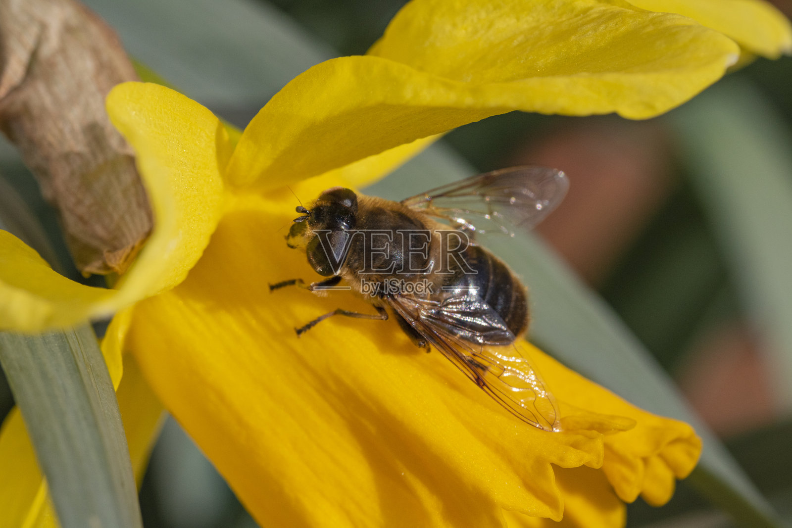 特写细节：一只悬停在黄色水仙花上的无人机苍蝇（Eristalis tenax），在初春的阳光明媚的日子里休息。照片摄影图片