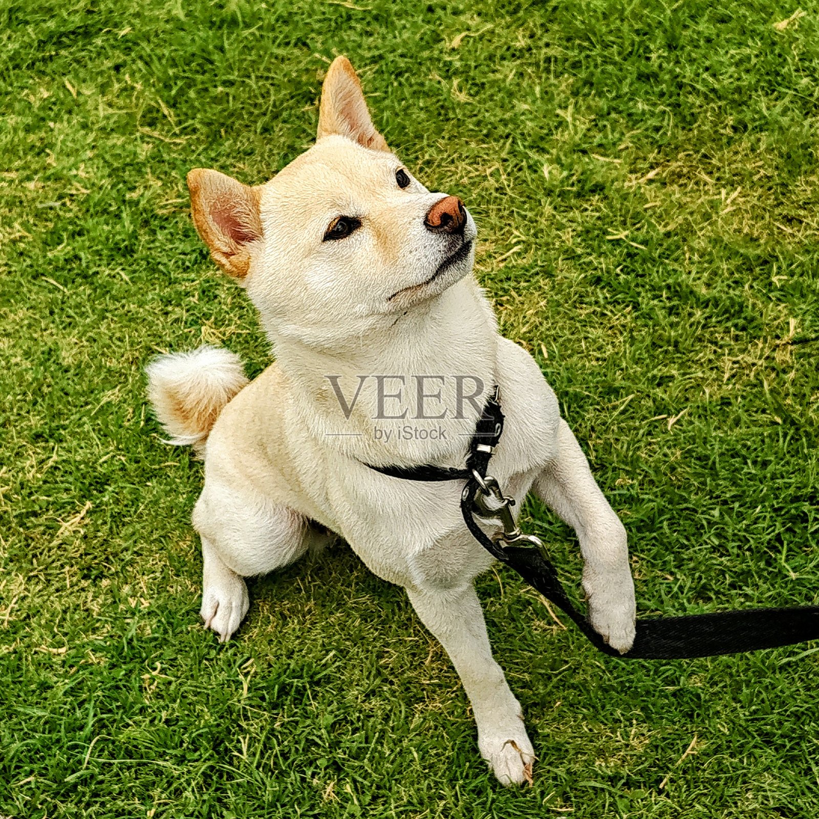 小狗照片摄影图片