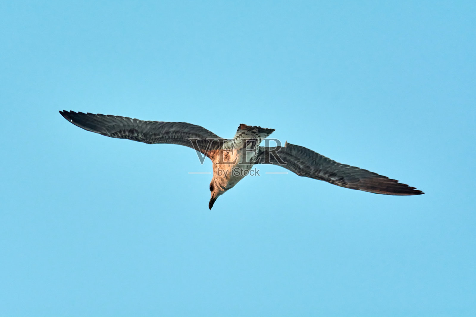 年轻的海鸥在蓝天中翱翔照片摄影图片