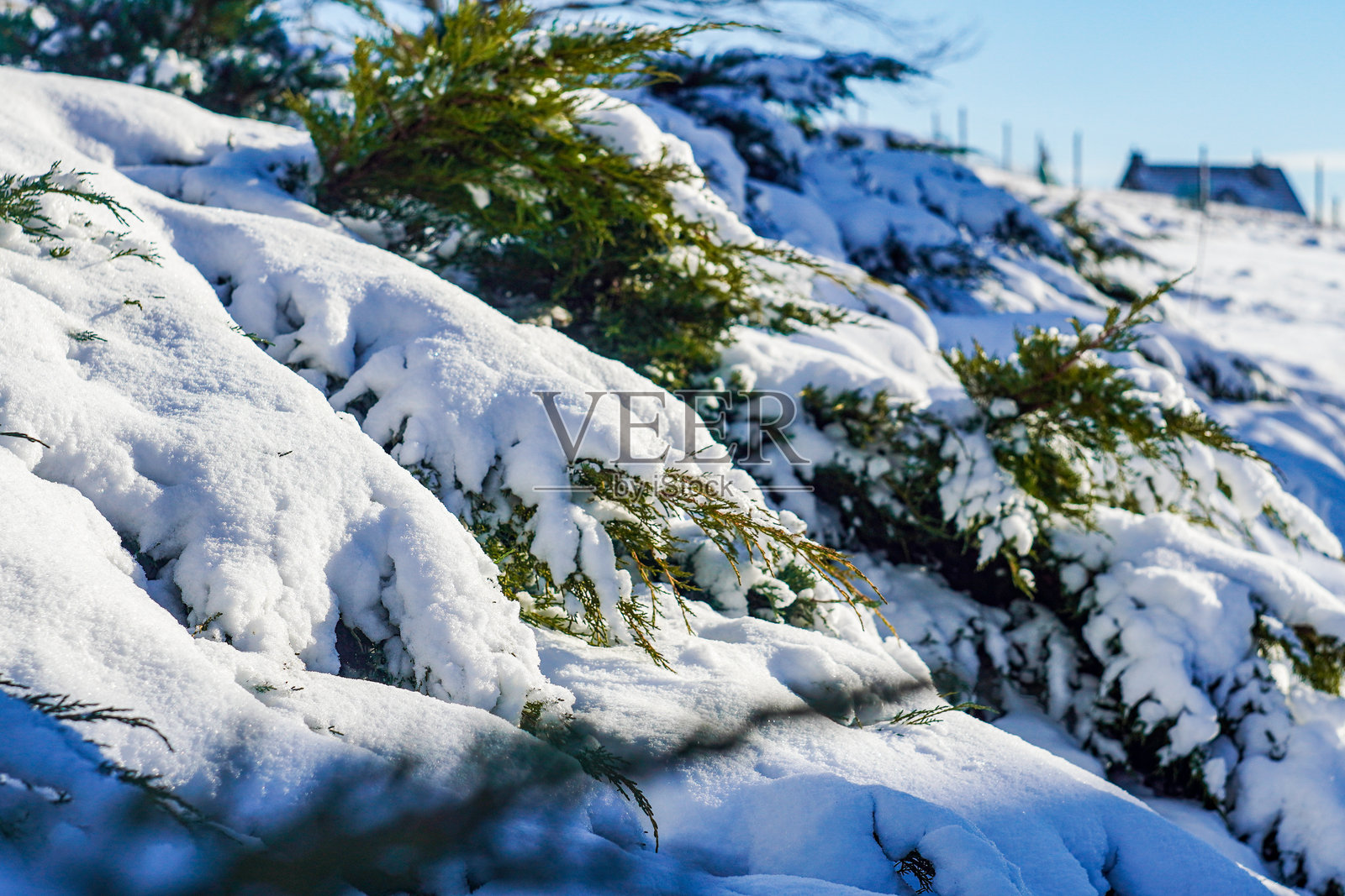冬季天空 雪松 自然 村庄照片摄影图片