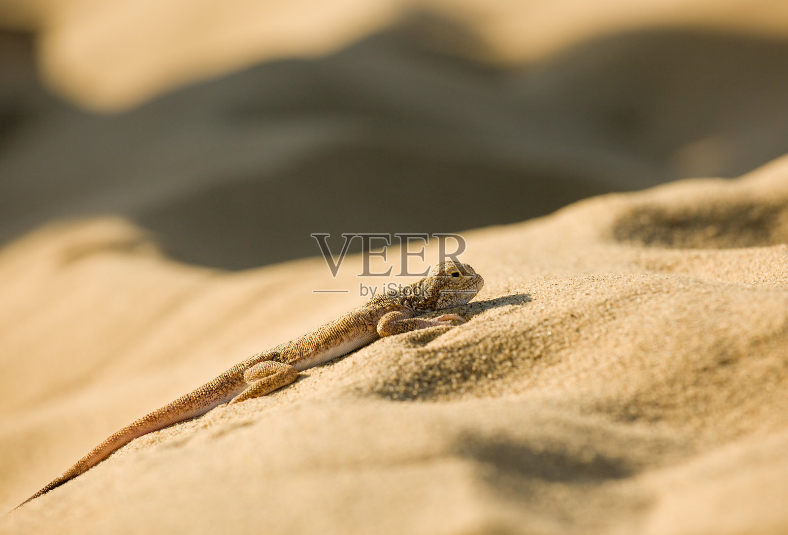 蜥蜴照片摄影图片