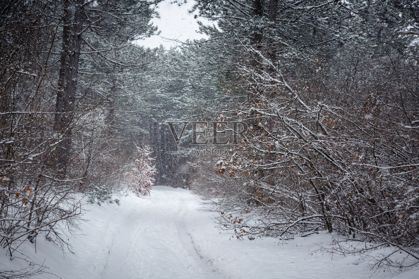 冬季森林照片摄影图片
