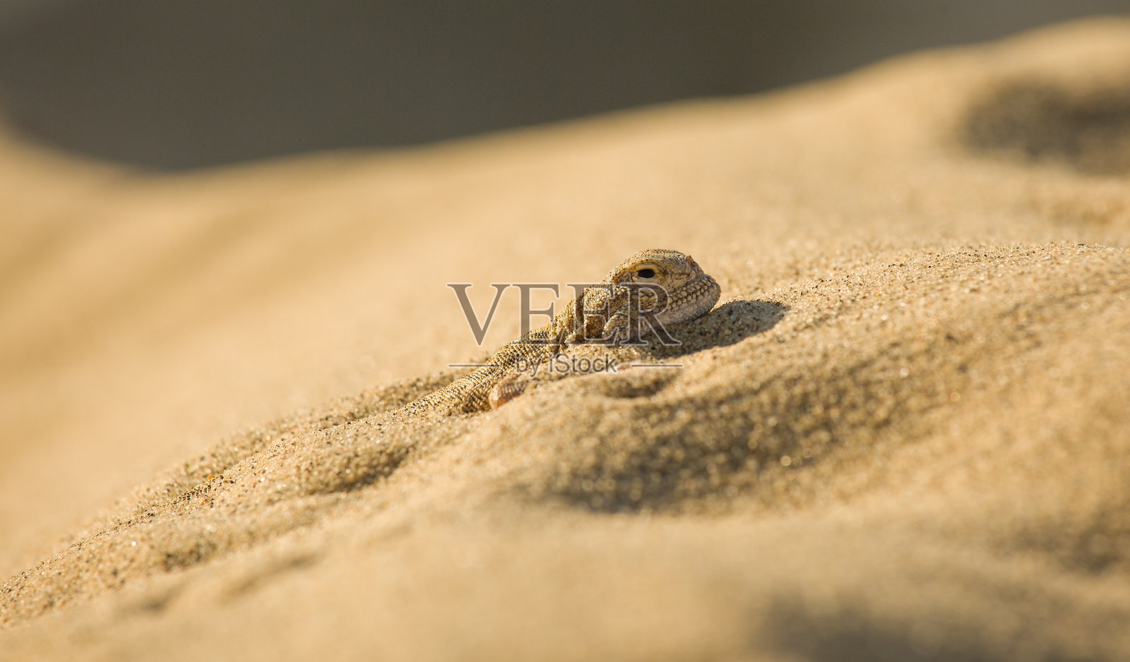 蜥蜴照片摄影图片