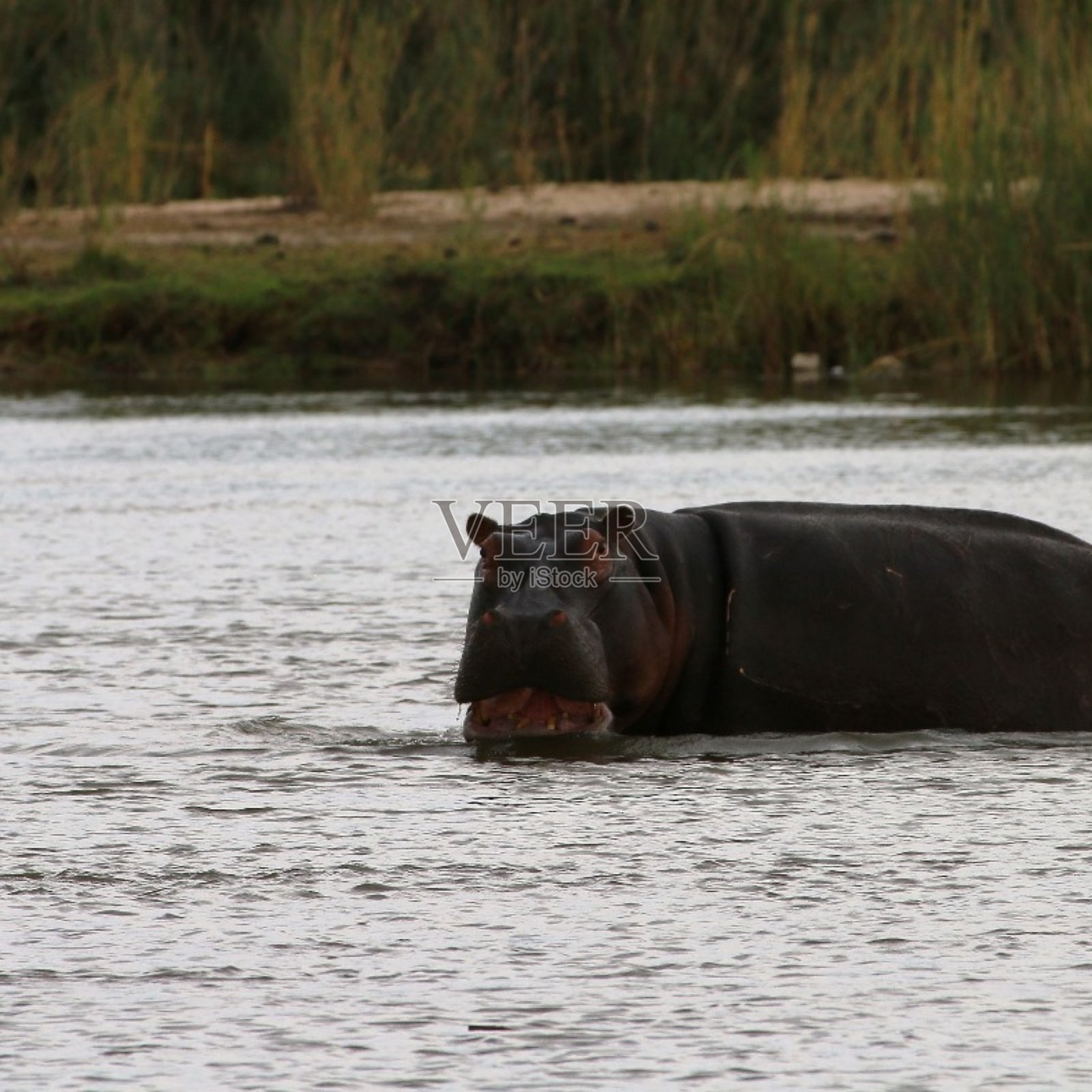 河马照片摄影图片