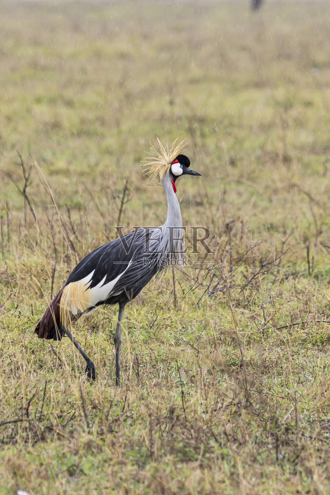 坦桑尼亚东非恩戈罗恩戈罗火山口的鸟类探险照片摄影图片