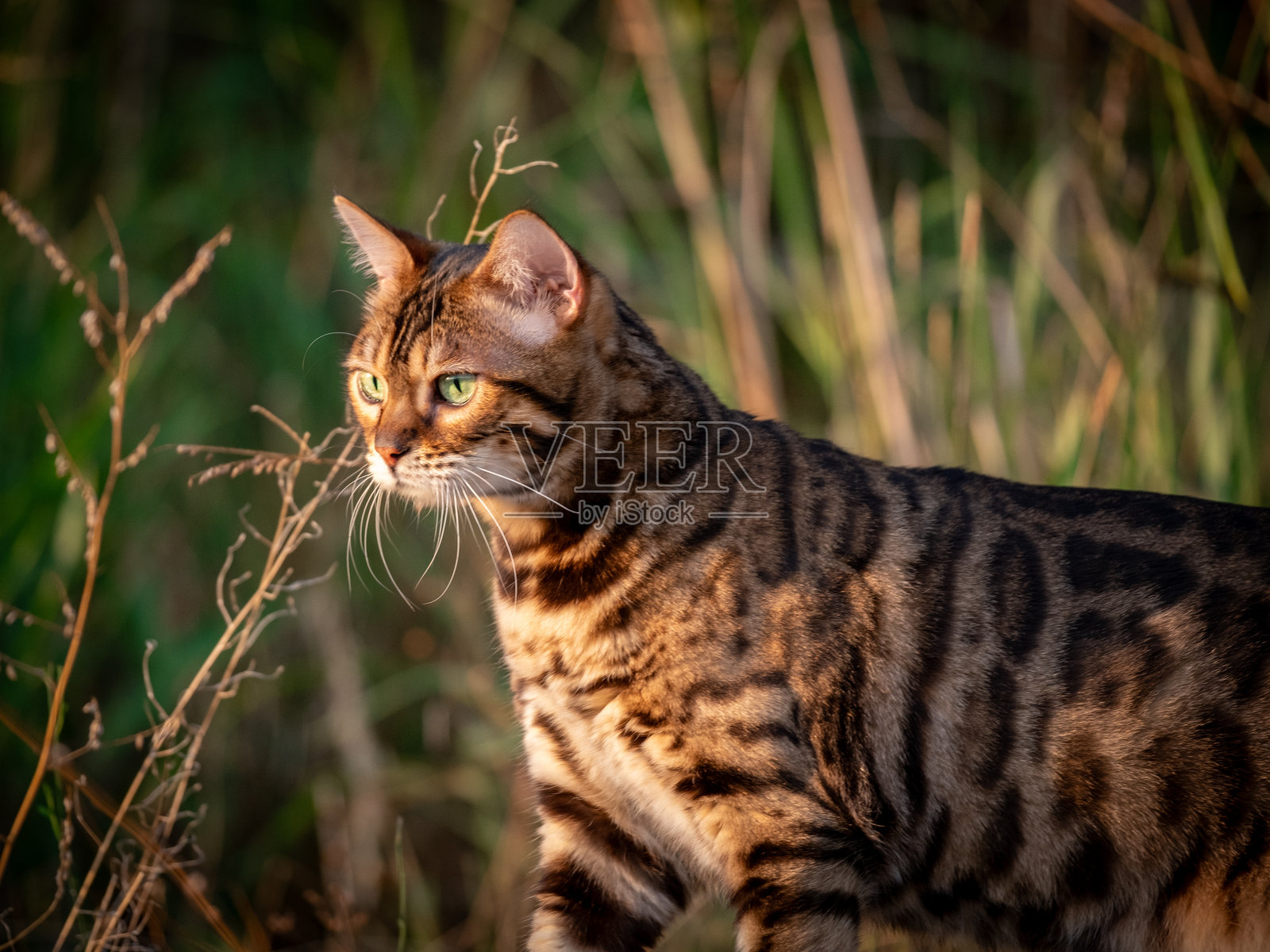 一只美丽的孟加拉猫在岩石和草丛中漫步。宠物在散步。照片摄影图片