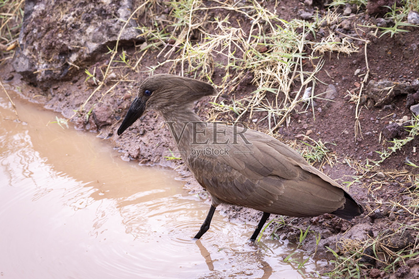 坦桑尼亚东非恩戈罗恩戈罗火山口的野生动物 safari照片摄影图片