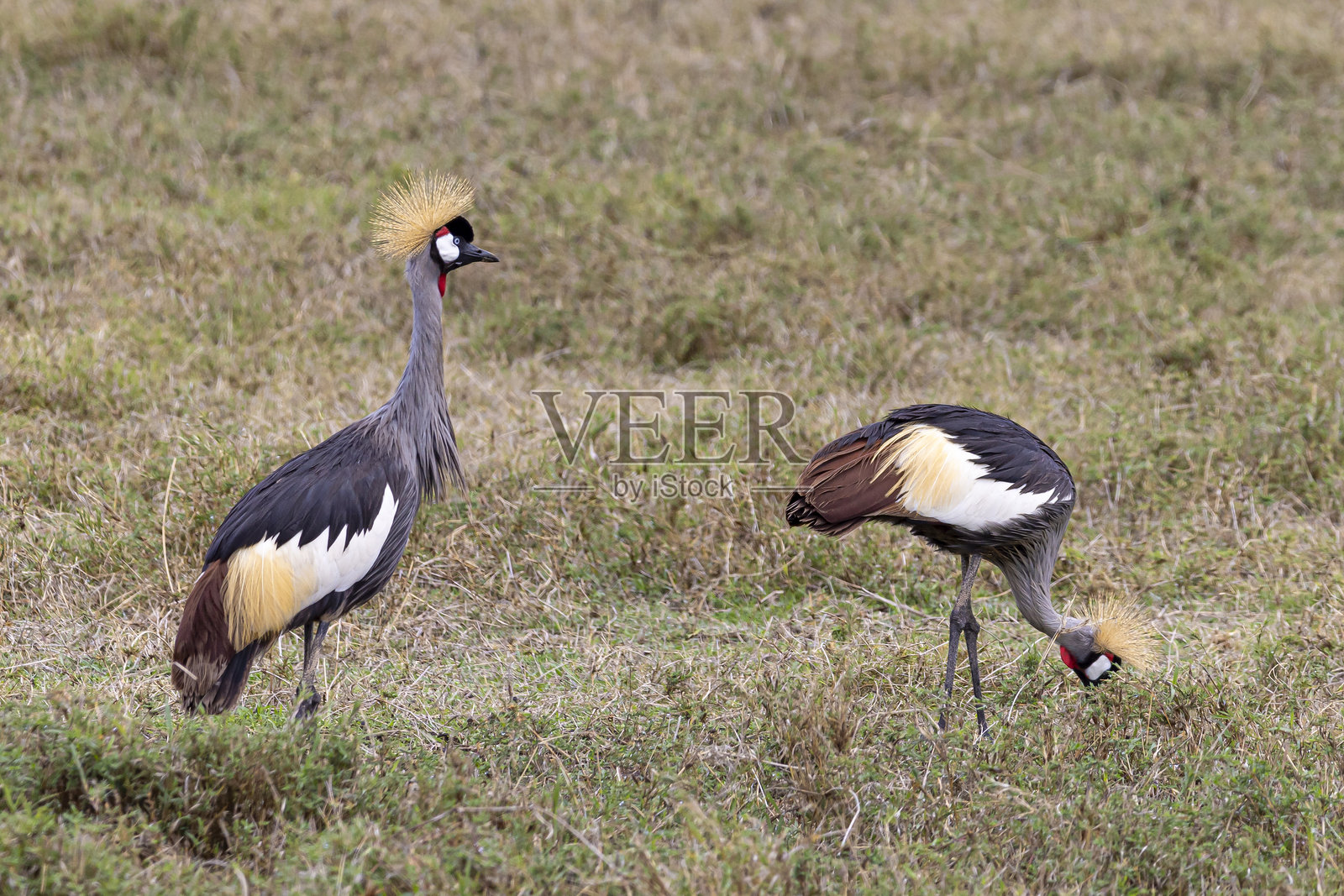 坦桑尼亚东非恩戈罗恩戈罗火山口的鸟类探险照片摄影图片
