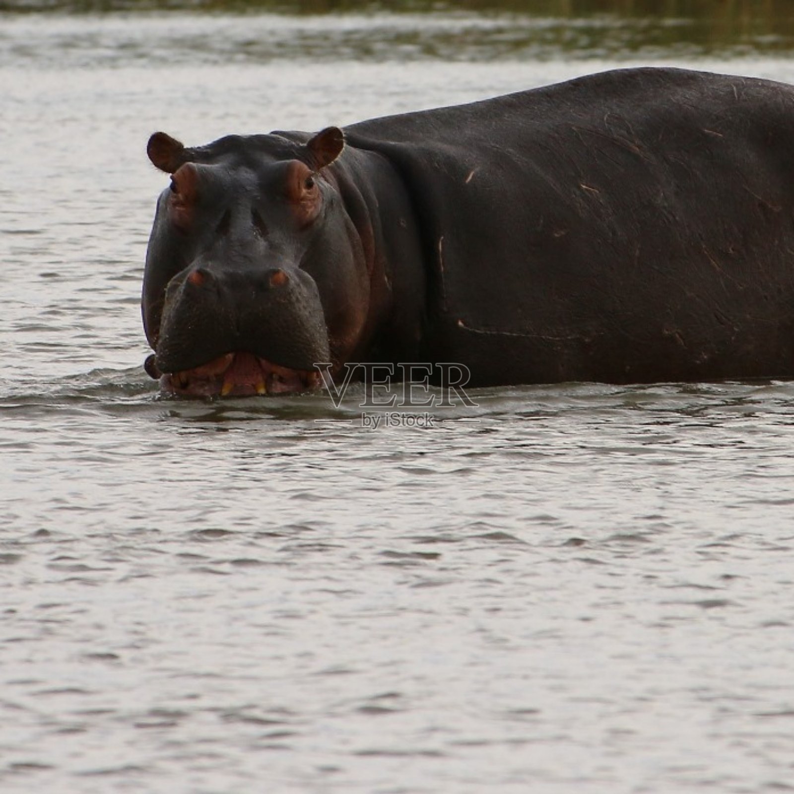 河马照片摄影图片