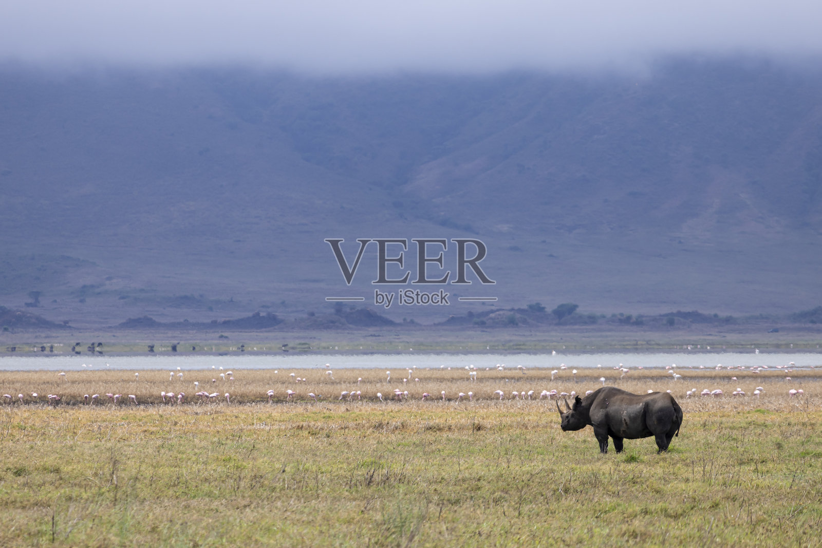 坦桑尼亚东非恩戈罗恩戈罗火山口的犀牛野生动物园照片摄影图片