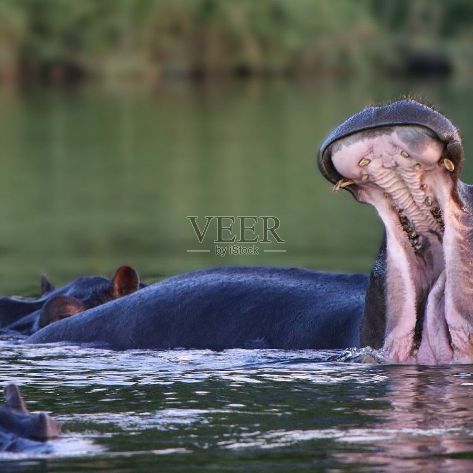 河马照片摄影图片