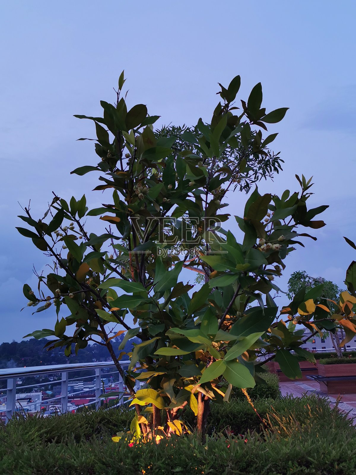 黑夜中公园里的树木和花园灯光照片摄影图片