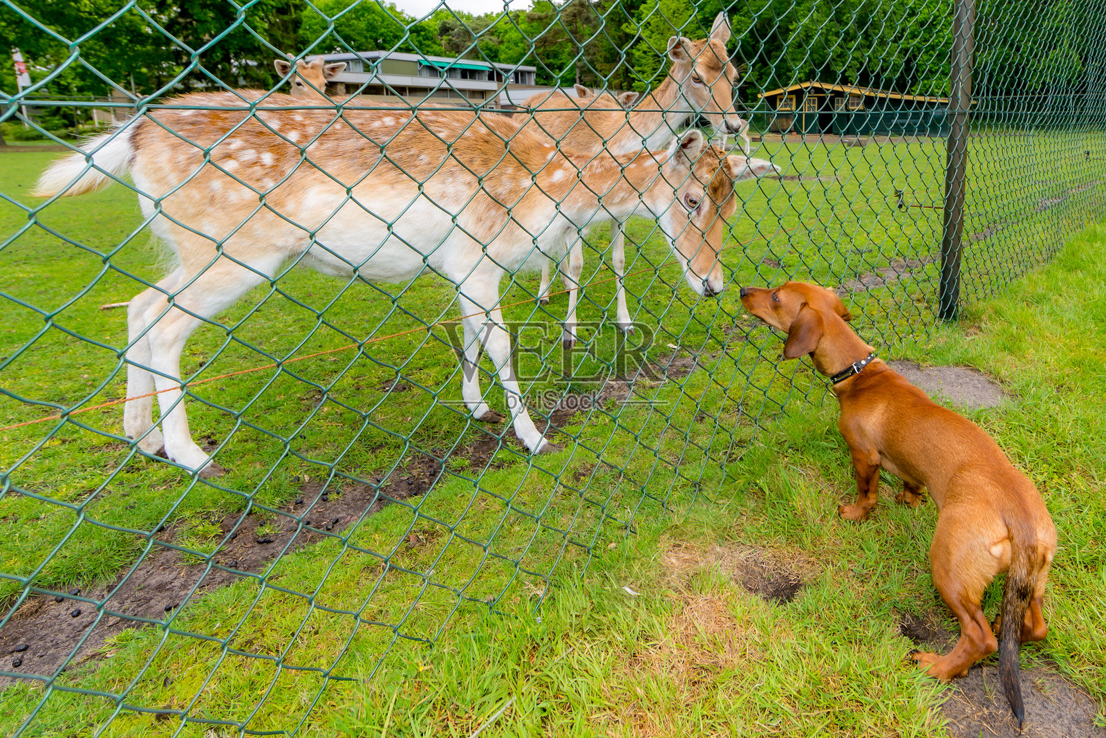 两只棕色毛皮和白色斑点的雌鹿与腊肠犬接触照片摄影图片