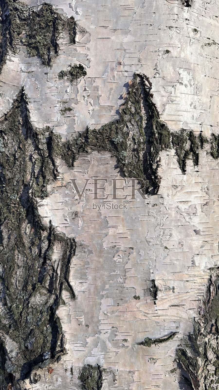 白桦树（白桦）树皮纹理垂直背景，自然木质背景，黑白图案。树木类型，植物种类概念照片摄影图片