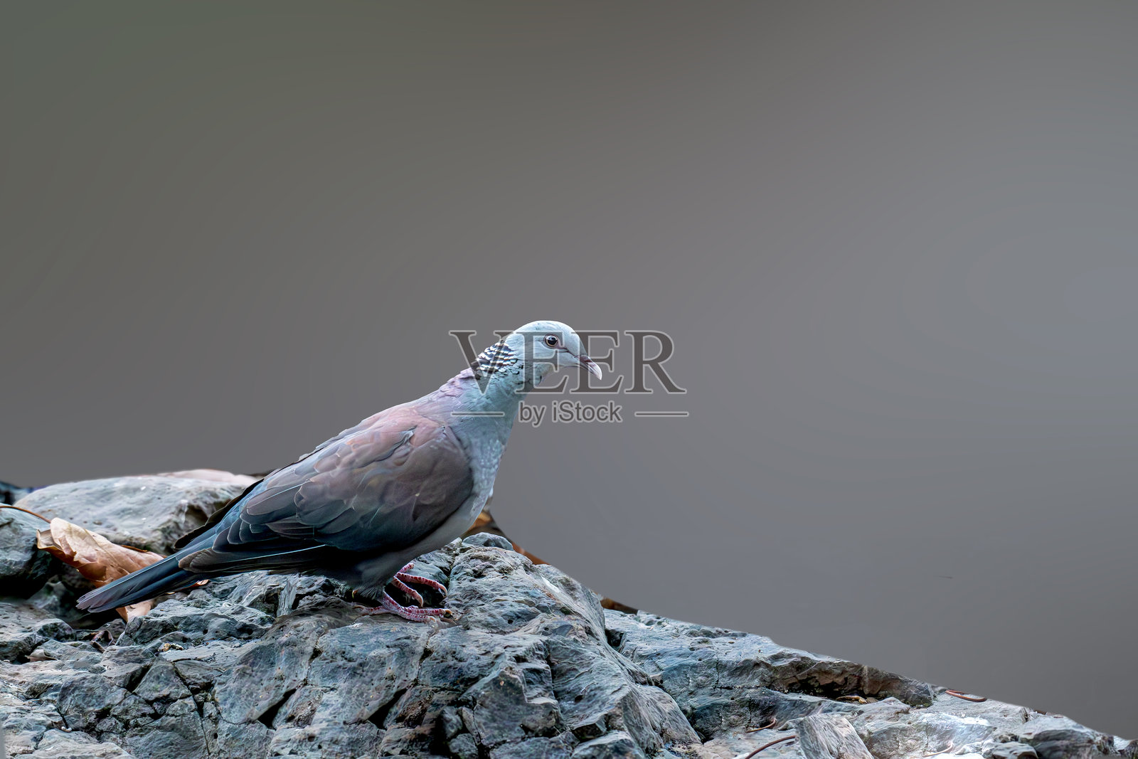 尼尔吉里木鸽在山谷中照片摄影图片