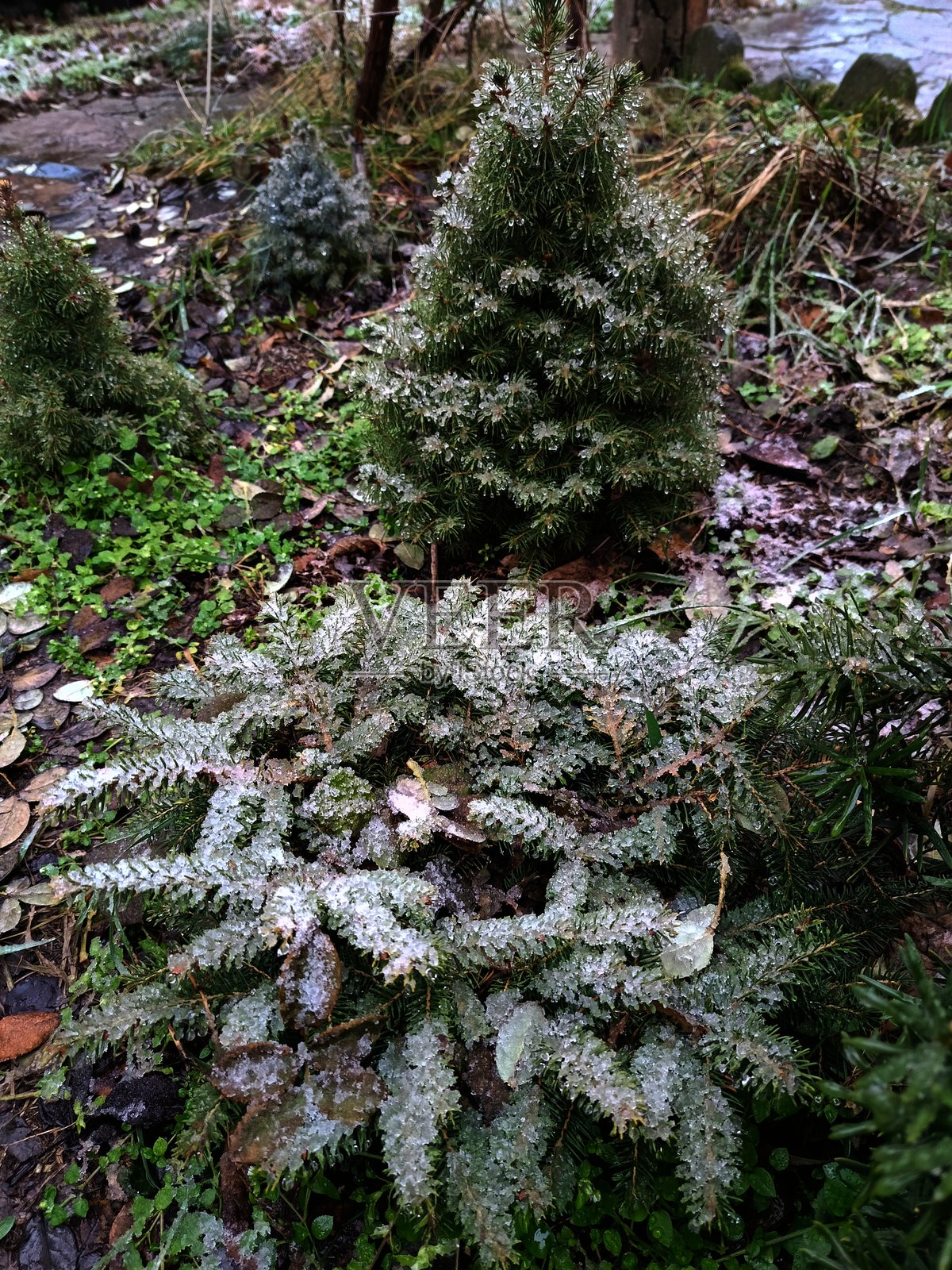 植物被湿雪覆盖着一层厚厚的雪壳照片摄影图片