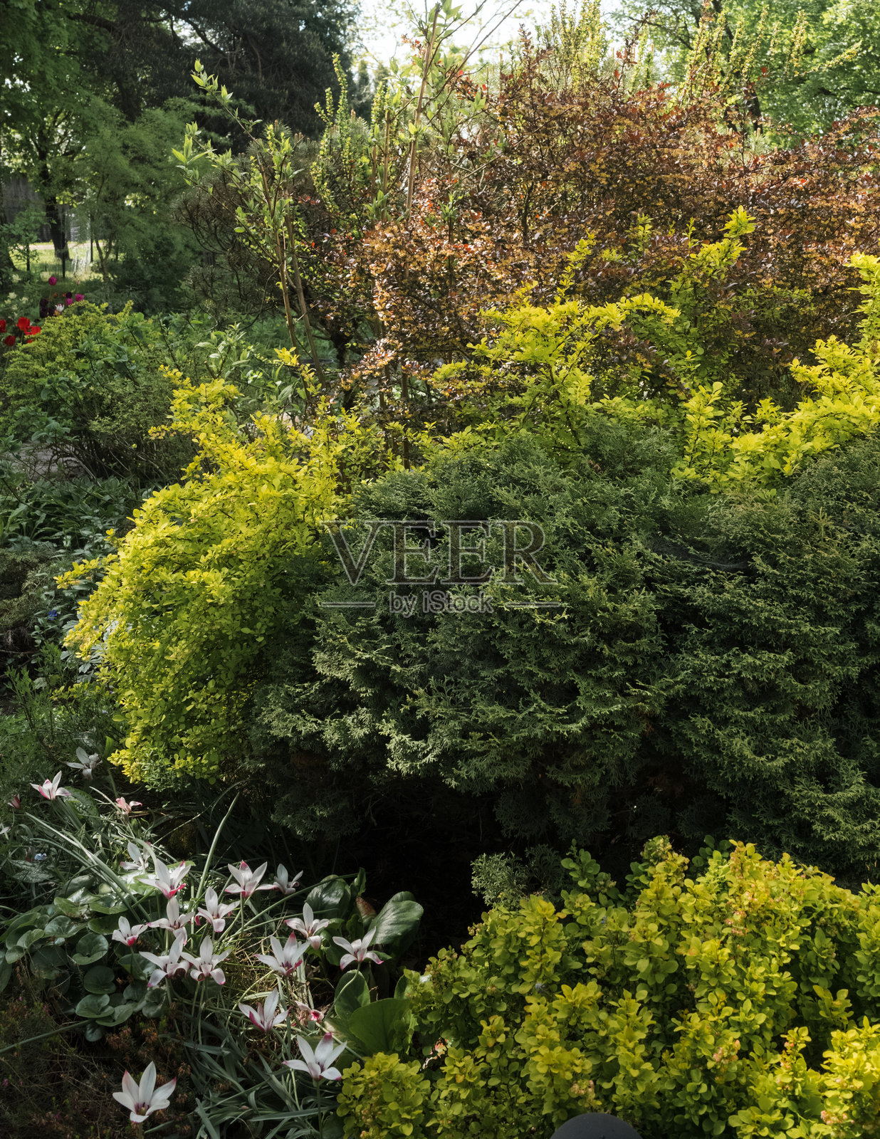 装饰花园中的春季风景照片摄影图片