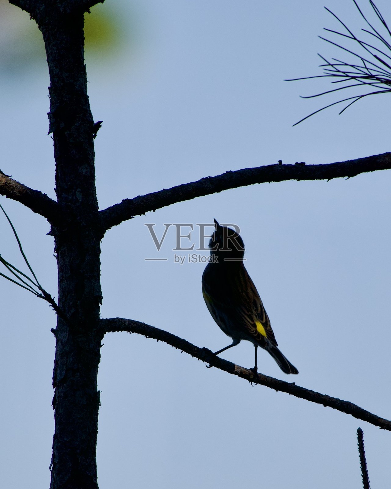 黄肩鹦鹉的艺术图像照片摄影图片