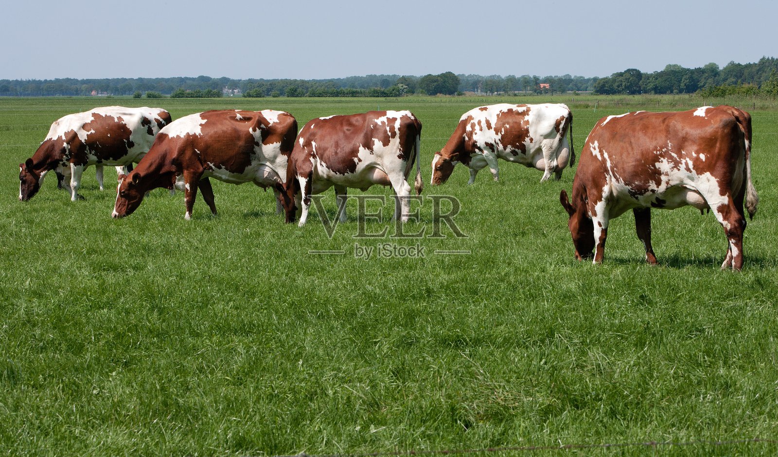夏天，牛群在草地上吃着新鲜的草。照片摄影图片