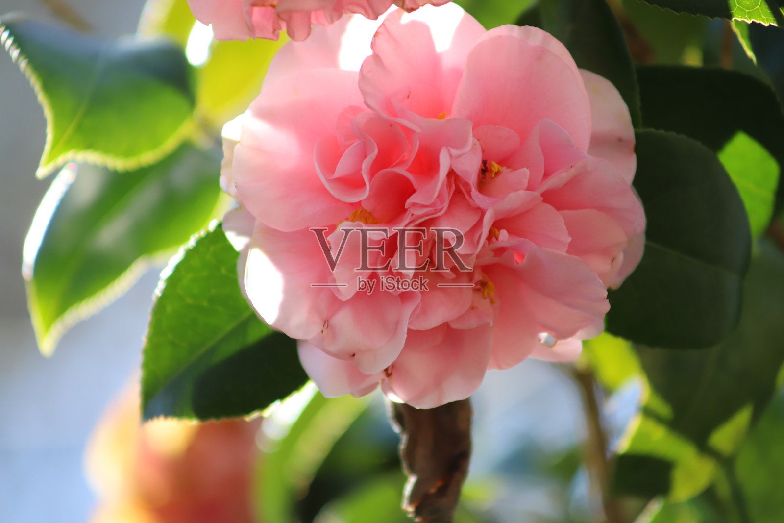 山茶花照片摄影图片