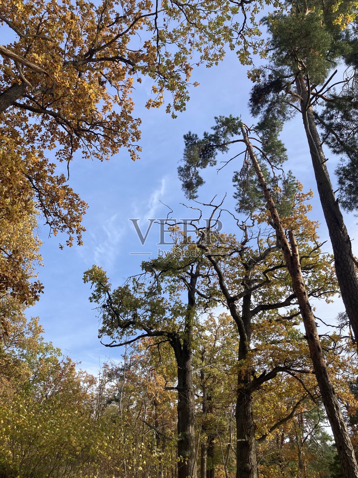 纳克保护区的树梢照片摄影图片