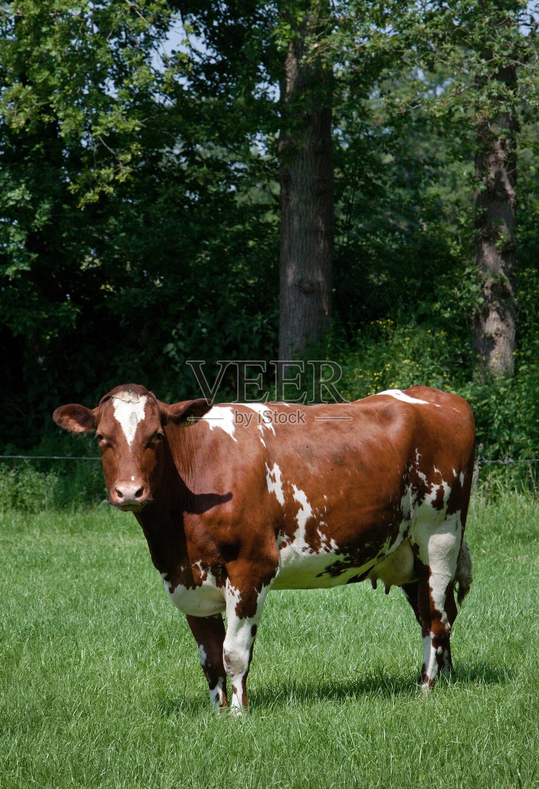 夏天，牛群在草地上吃着新鲜的草。照片摄影图片