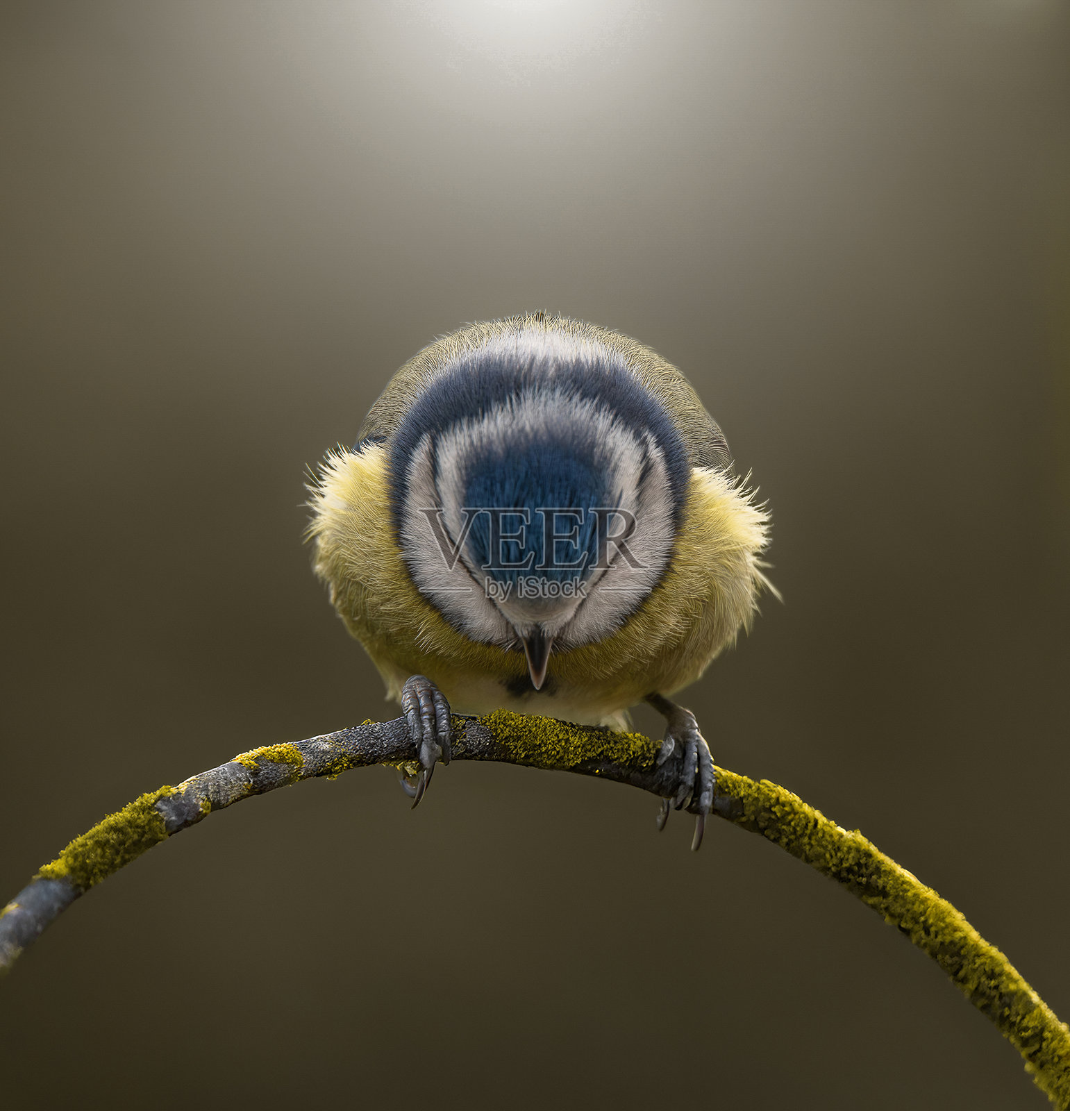 欧亚蓝山雀 (Cyanistes caeruleus)照片摄影图片