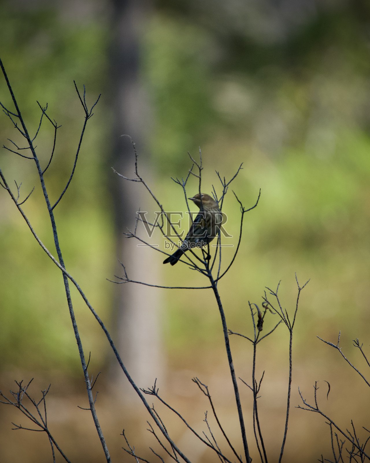 黄肩鹦鹉的艺术图像照片摄影图片