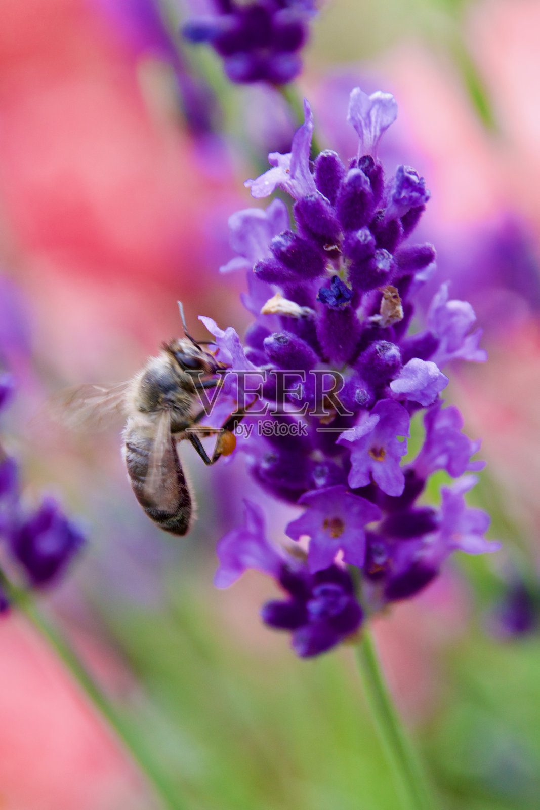 蜜蜂采集花蜜照片摄影图片